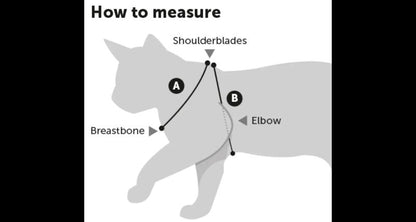 Kit guide-guide for a kitten